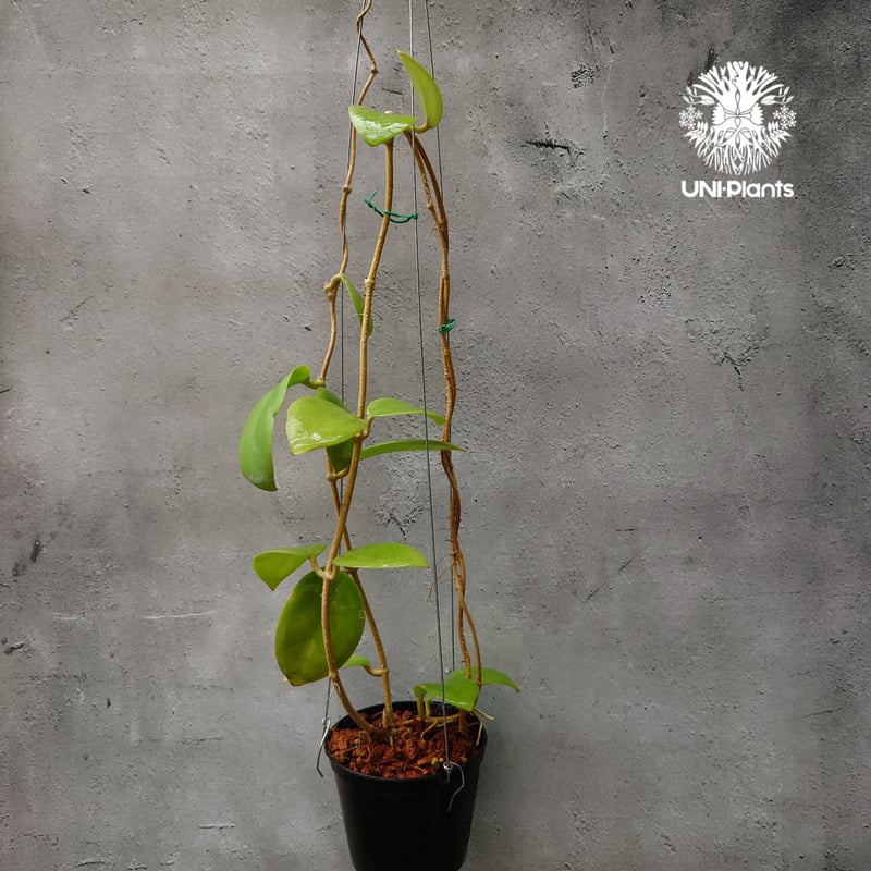 初入荷 希少! Hoya mindorensis pink dragon ホヤミンドレンシス