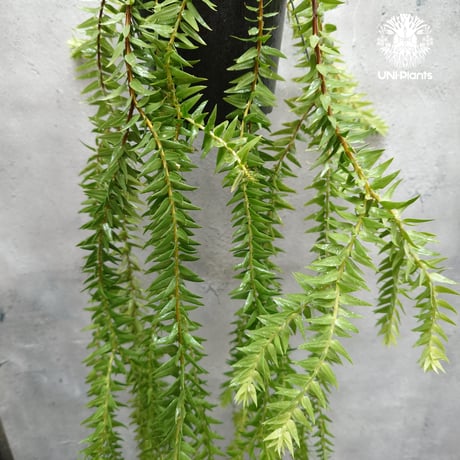Huperzia spp. フペルジア Phlegmariurus (フレグマリウルス)   観葉植物 珍奇植物 植物 着生植物 インテリア植物 珍しい シダ植物