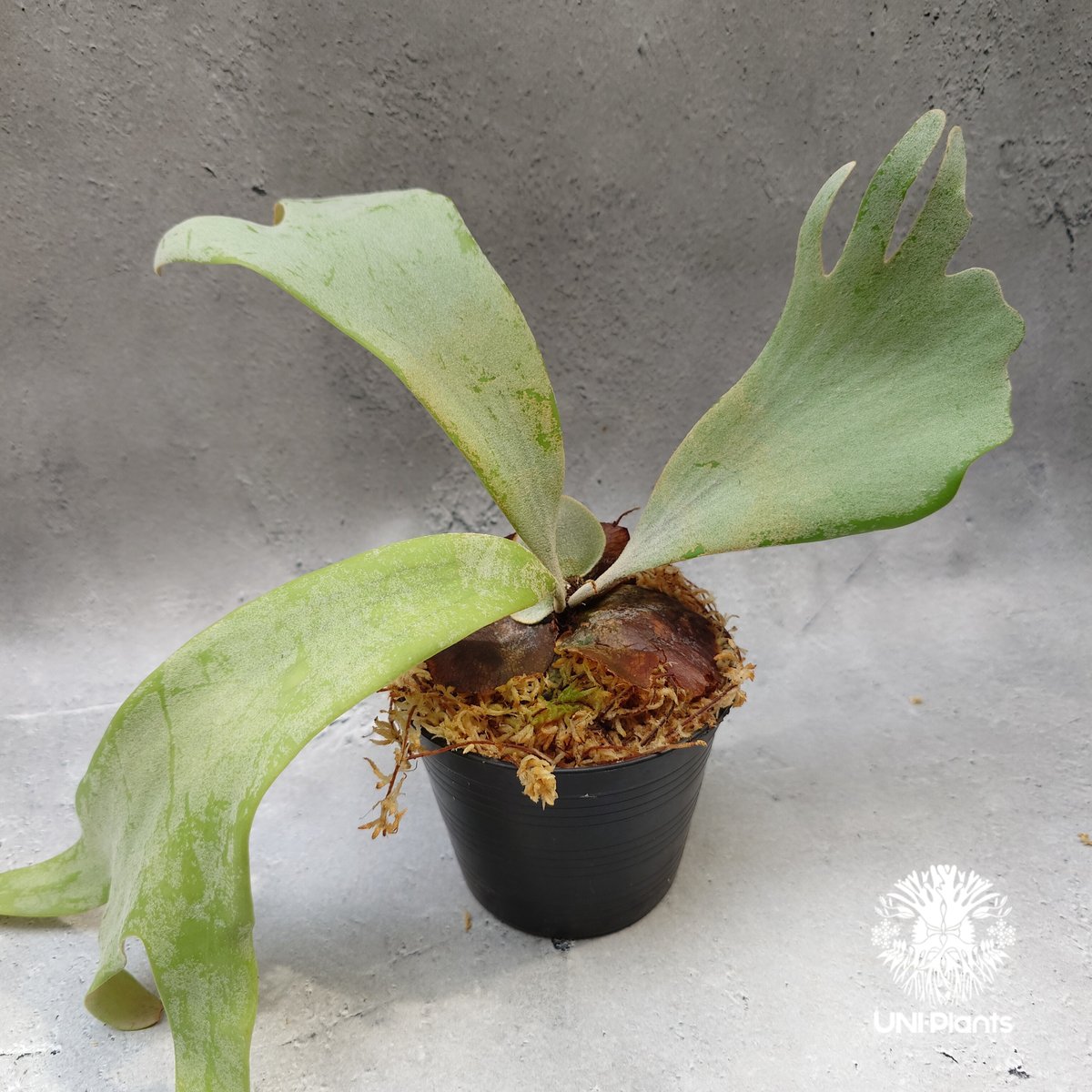 ビカクシダ P.vassei 親株 早いもの勝ち超お得 P. Raider, P. willinckii Sri Pueak, P. andinum