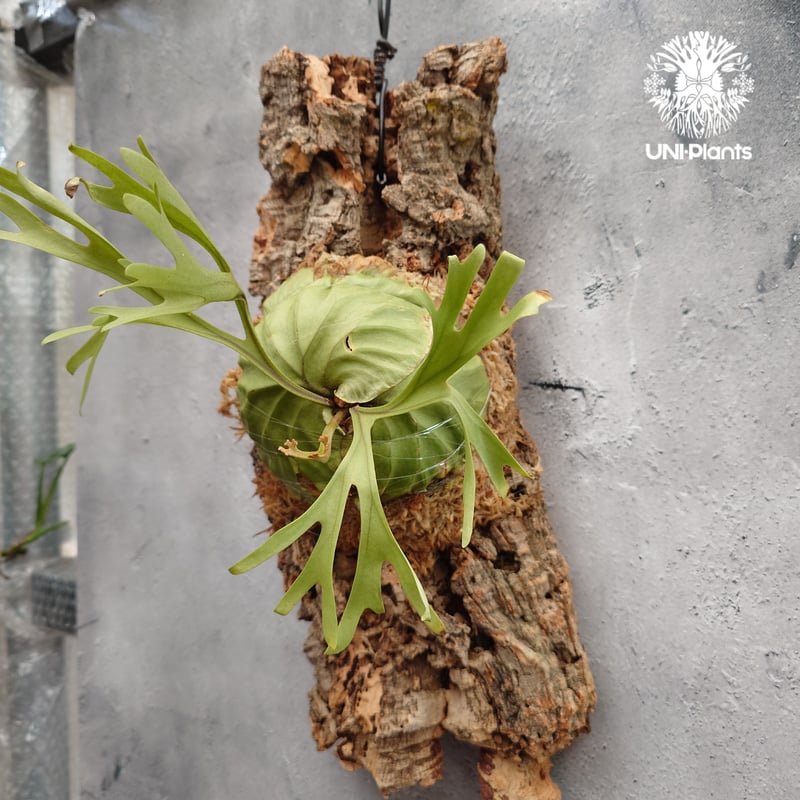 ビカクシダ　リドレイ　パカラン　3株　板付 Platycerium ridleyi Pakarang ビカクシダ リドレイ パカラン