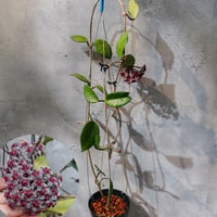 【国内繁殖株・花座付き】Hoya pubicalyx Royal Hawaiian Purple | ホヤ プビカリクス ロイヤル ハワイアン パープル ｜ホヤの花｜Hoya plants