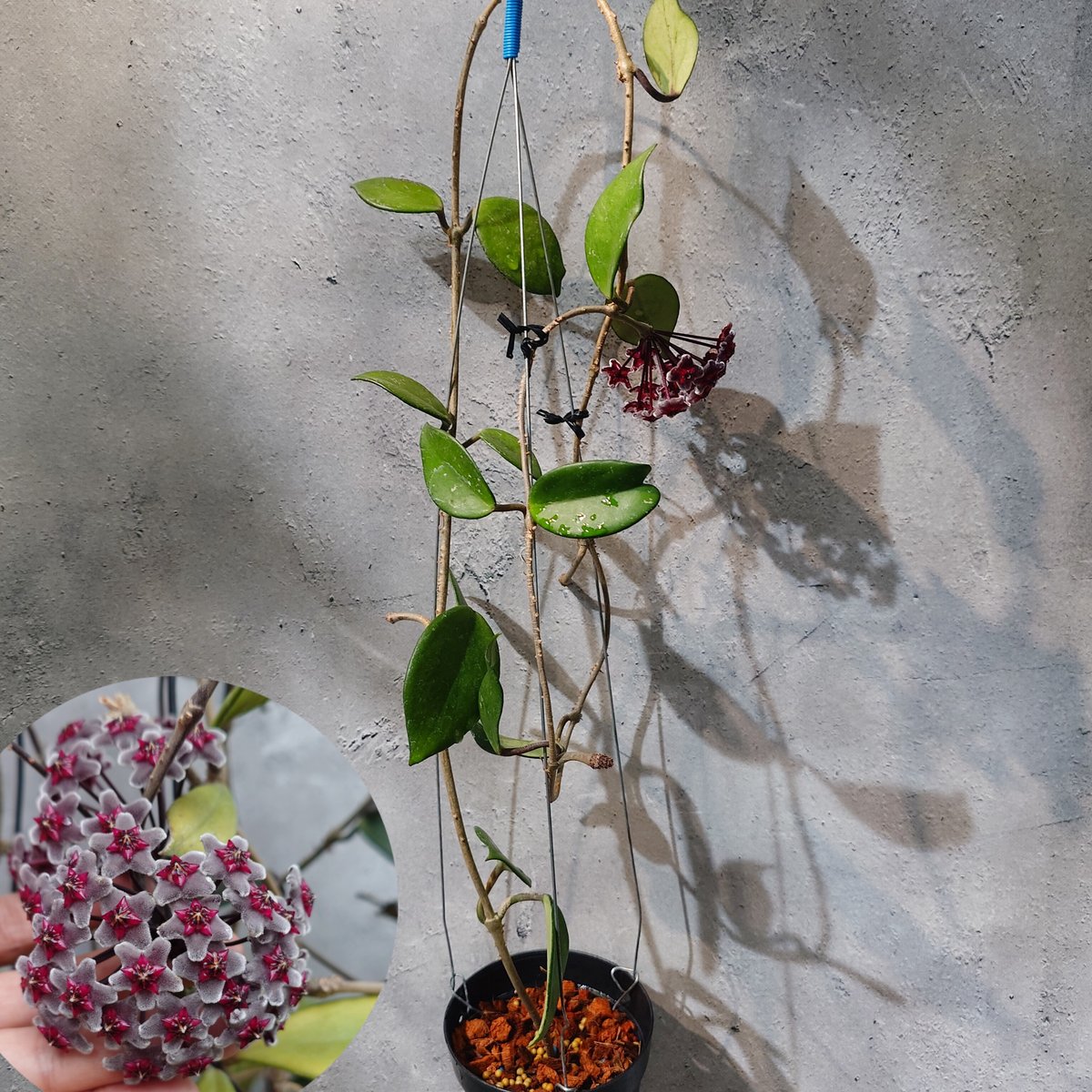 国内繁殖株・花座付き】Hoya pubicalyx Royal Hawaiian Purpl
