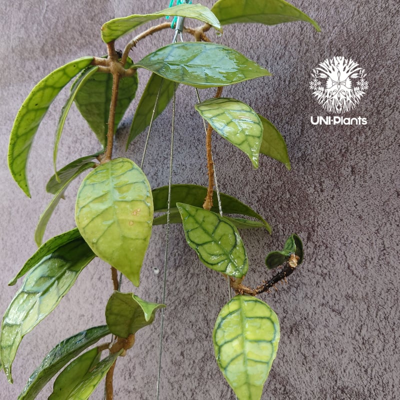 花座付き! Hoya Callistophylla short leaves ホヤ カリストフ