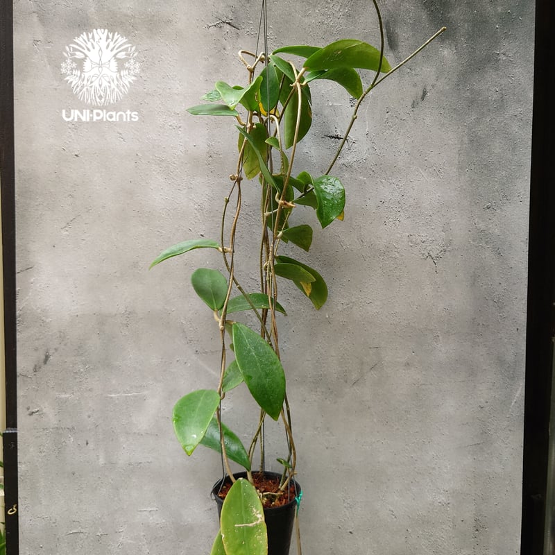 ホヤ　ミンドレンシス ホヤ ミンドレンシス 4品種販売開始 | UNI-Plants ビカクシダ