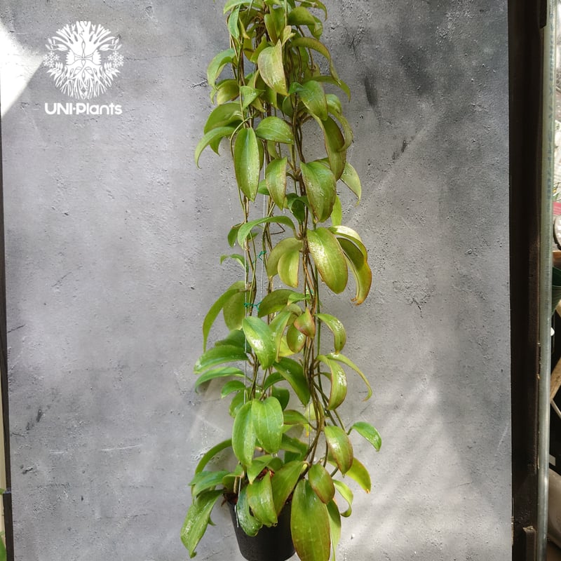 ホヤ メリリー ロングリーフ Hoya merrilli long lesves(red le