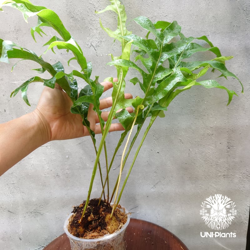 初入荷! Drynaria bonii wild ドリナリア·ボニー タイ産山採り株 観葉