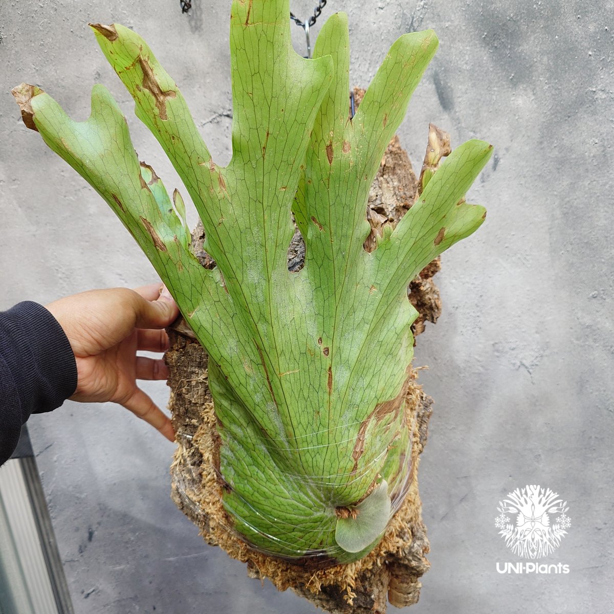 ビカクシダの女王 ワンダエ　Platycerium wandae⑦大きめ大迫力 ビカクシダ ワンダエ Platycerium wandae コウモリラン