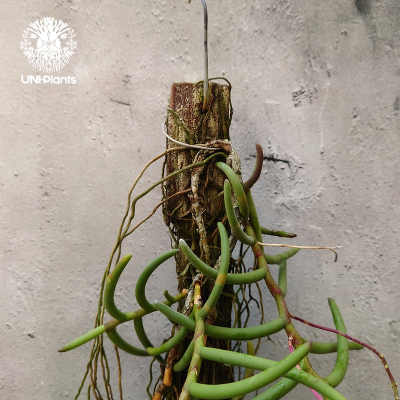 Cleisostoma arietinum クレイソストマ アリエティナム 着生植物