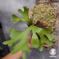 ビカクシダ リドレイ ワイドフォーム Platycerium ridleyi wide form コウモリラン ビカクシダ シダ植物 ビカクシダコルク付け 着生植物