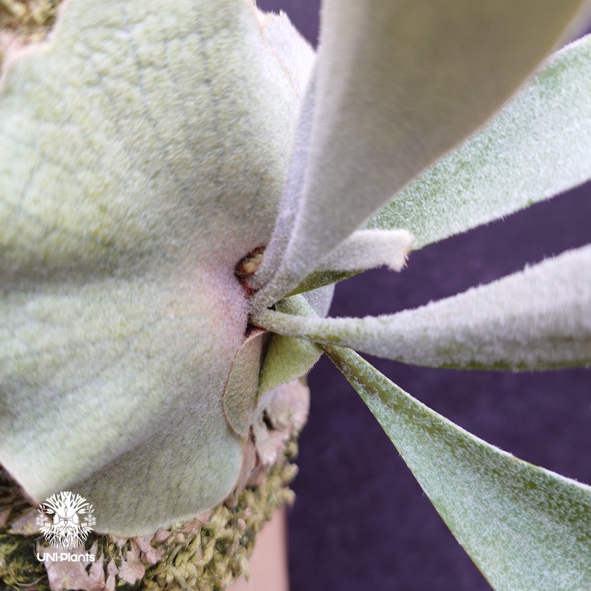 Patycerium veitchii wild ビカクシダ ベイチー ワイルド コウモリラン