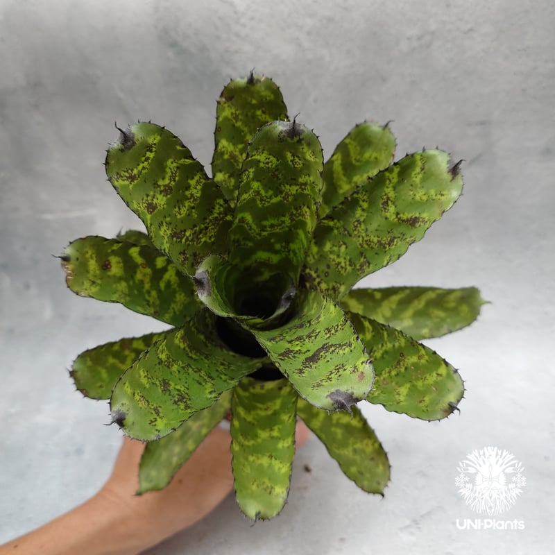 Aechmea 'Correia-Araujoi' エクメア・'コレイアアラウジョイ' タンク