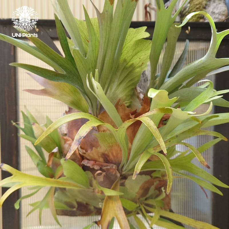 Platycerium sp.(spore) ビカクシダ 品種不明 ビカクシダ子株 シダ植物