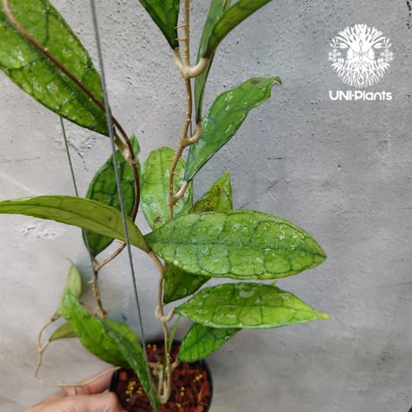 セール珍種ホヤ セルペンス スプラッシュ Hoya Serpens splash 園芸