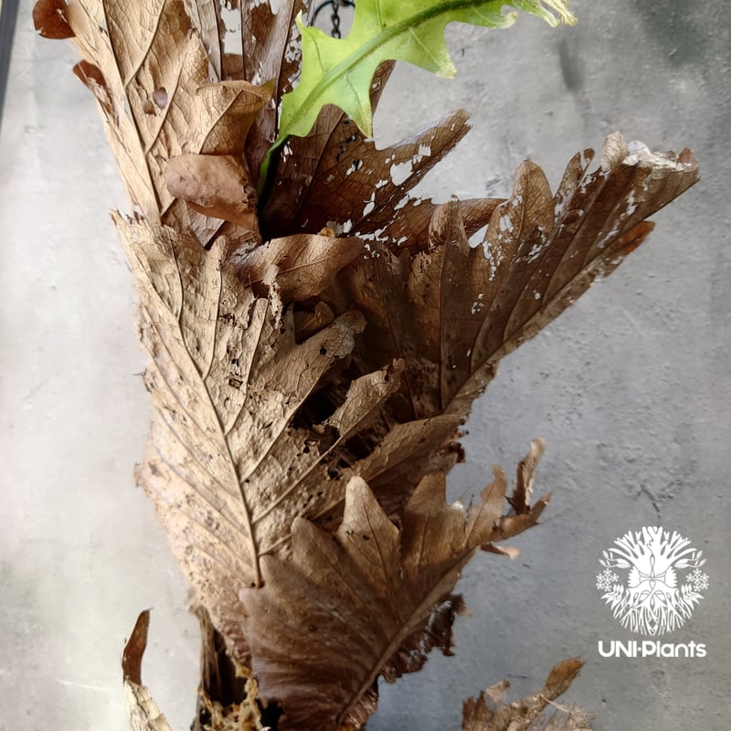 Drynaria quercifolia ドリナリア クエルシフォリア 群生 流木仕立て