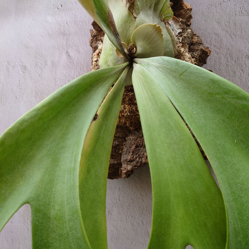 ビカクシダ ウィリンキーcv.インドネシア Platycerium