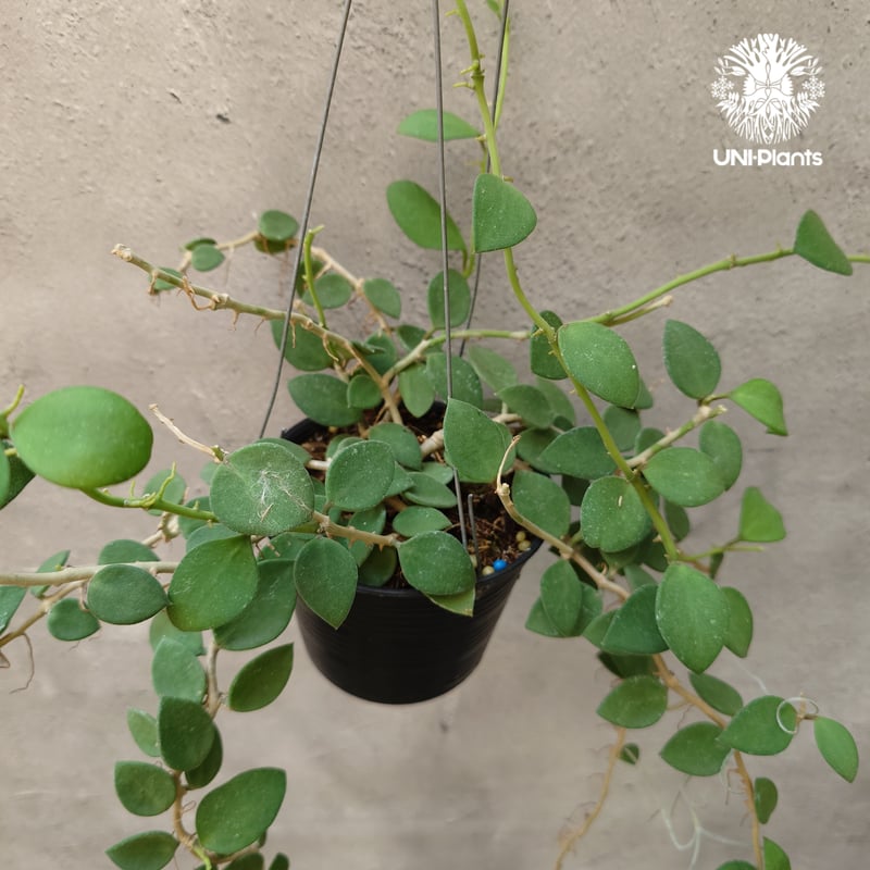 HOYA ヌンムラリオイデス 250808 17 観葉植物 種類 室内 おしゃれ 吊り下げ ホヤ・ヌンムラリオ