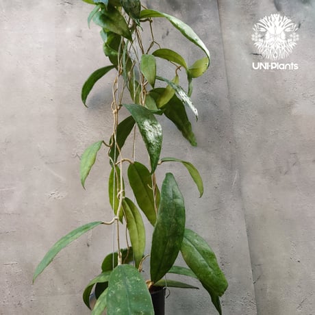 ホヤフィレンソニースプラッシュ | STORES