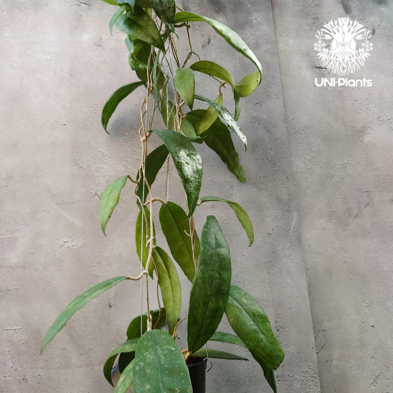 Hoya Finlaysonii splash （cv.trang）ホヤ フィレンソニー スプ