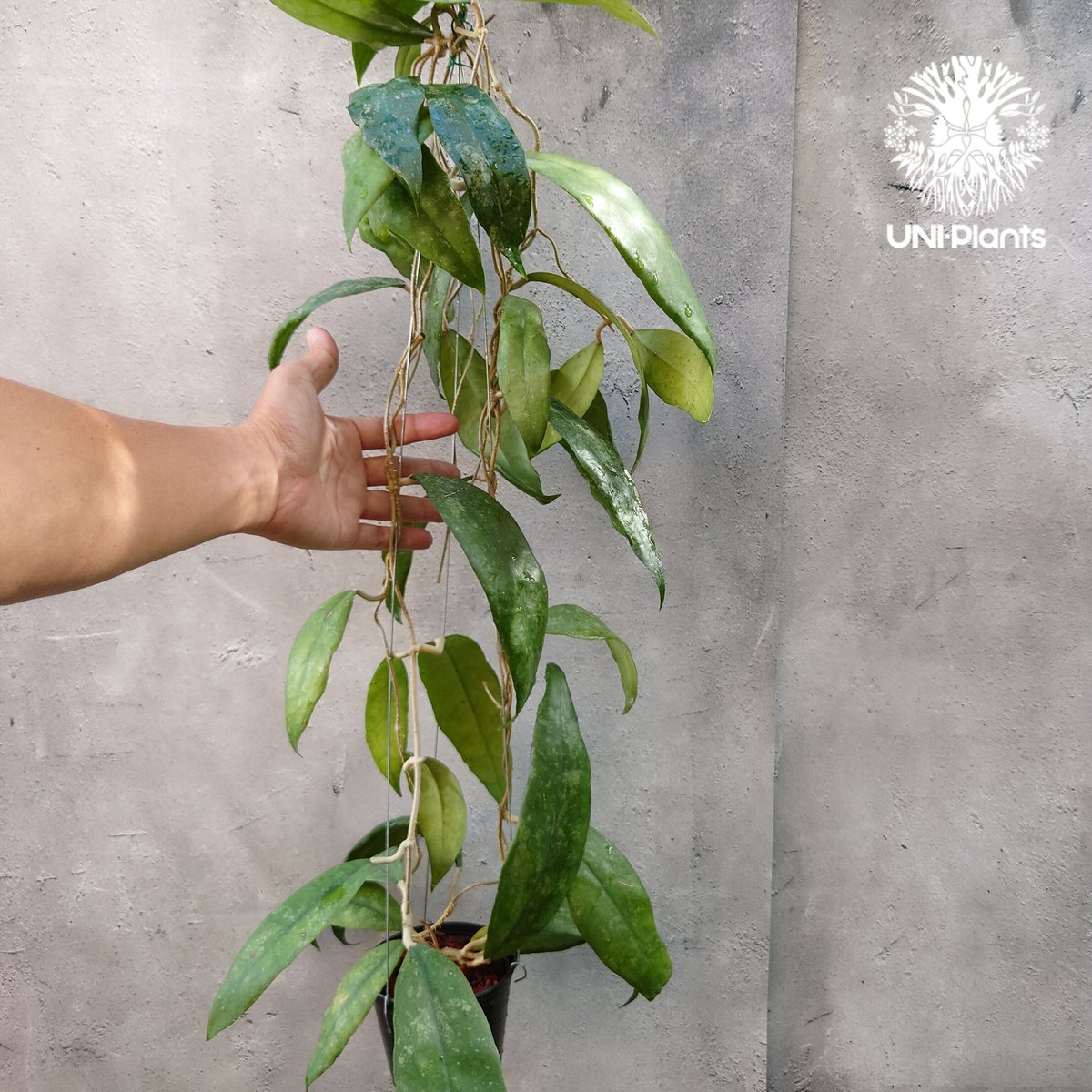 セール珍種ホヤ セルペンス スプラッシュ Hoya Serpens splash 珍種 ホヤ セルペンス スプラッシュ Hoya Serpens splash 観葉植物