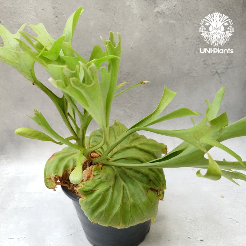 ビカクシダ　リドレイ　ワイルド　Platycerium ridleyi① Platycerium ridleyi monkey king これはすごい(語彙力) #0の