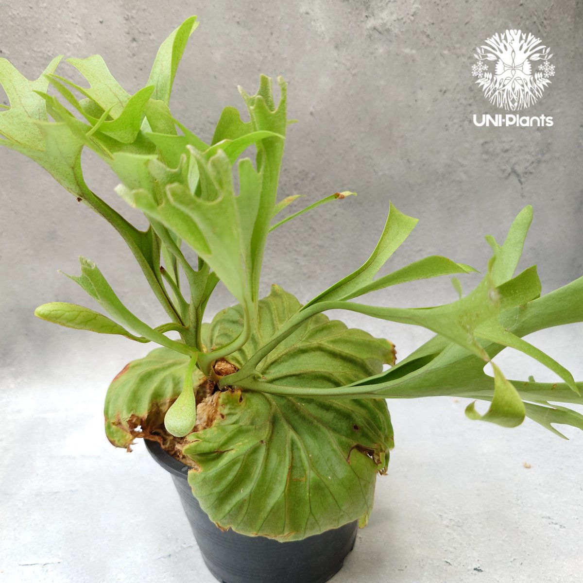 ridleyi NO.310 ビカクシダ リドレイ ビカクシダリドレイ （Platycerium ridleyi） – GreenYa
