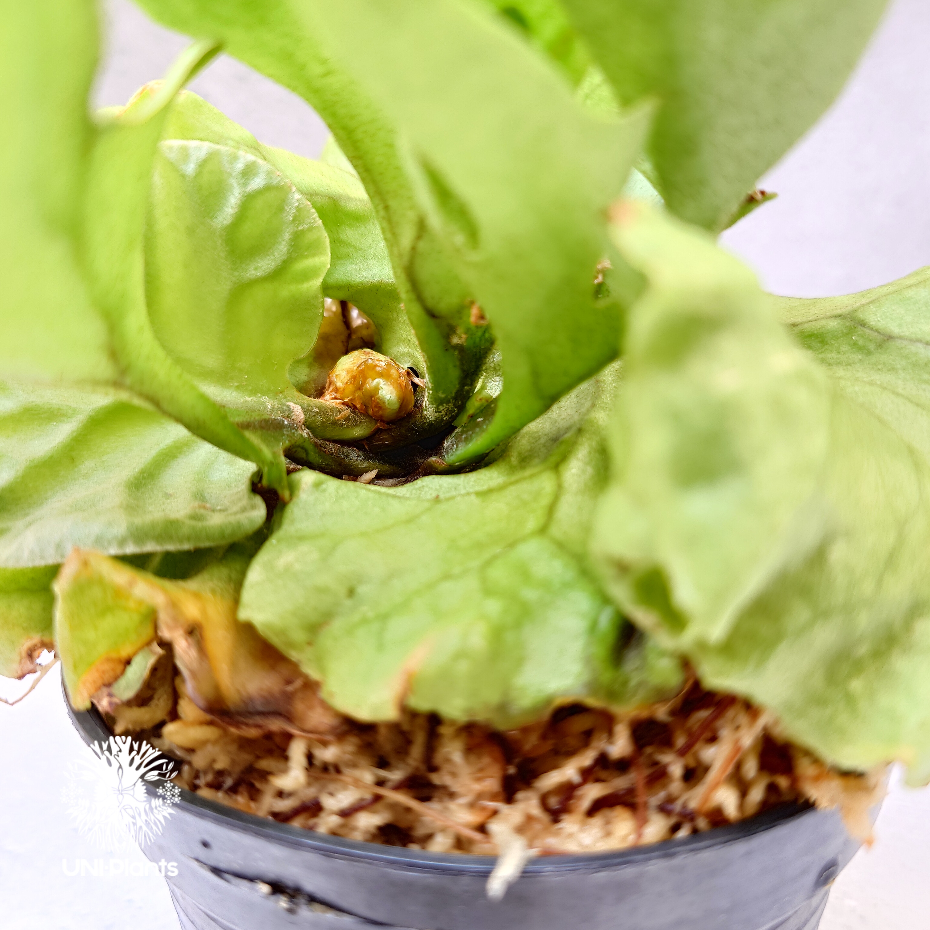 ビカクシダ リドレイ ドワーフ Platycerium ridleyi Dwarf コウモリラ