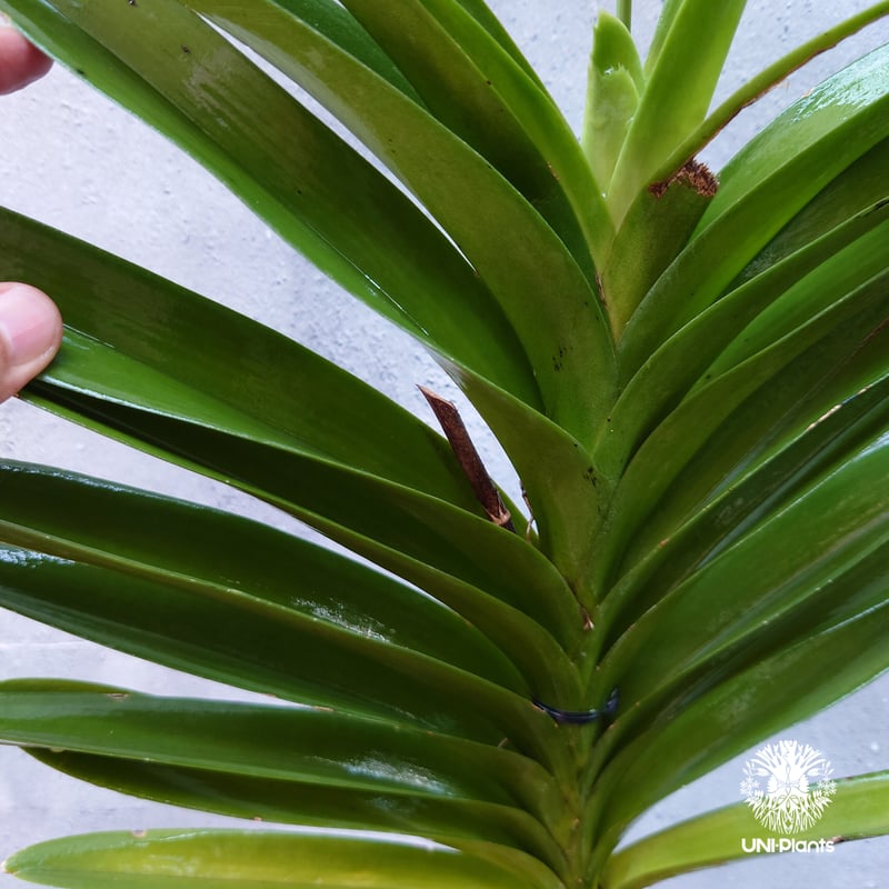 バンダ 洋蘭 Vanda orchid 大株 ラン 蘭 花が綺麗な洋ラン | UNI-Pla