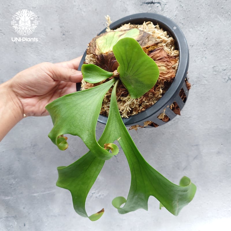 Platycerium coronarium ' Lesasha ' ビカクシダ コロナリウム