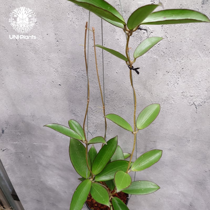限定1株入荷 Hoya New hybrid Erythina x unknown ホヤ植物