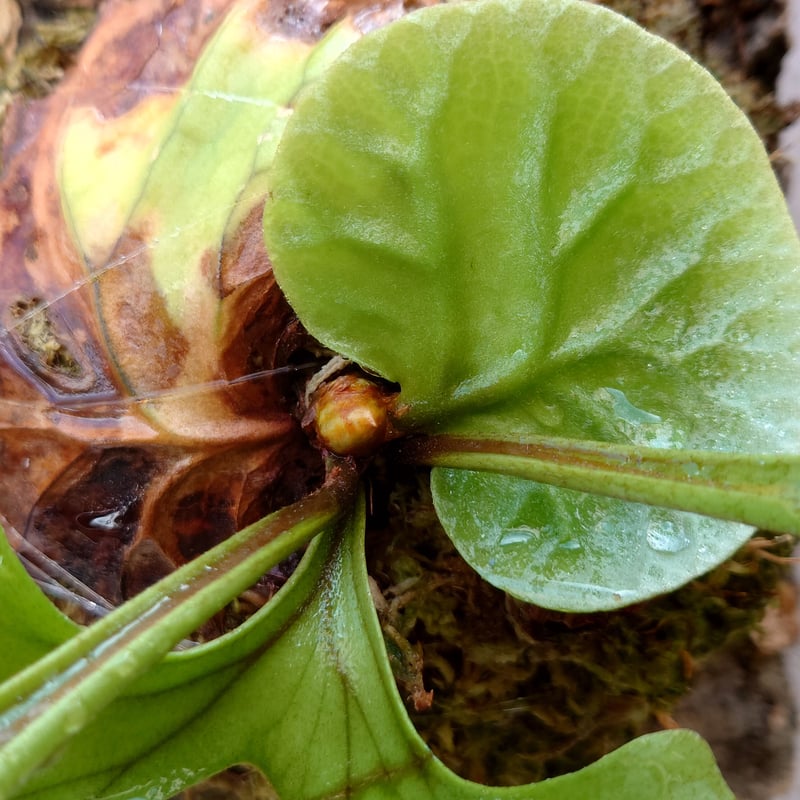 ビカクシダヒリーP.hillii wide frond