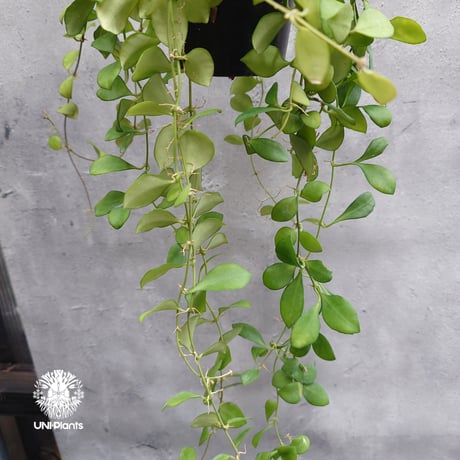 【タイ直輸入】ホヤ ヘウスケリアナ ピンク｜珍品・着生植物・つる性植物｜Hoya Heuschkeliana pink