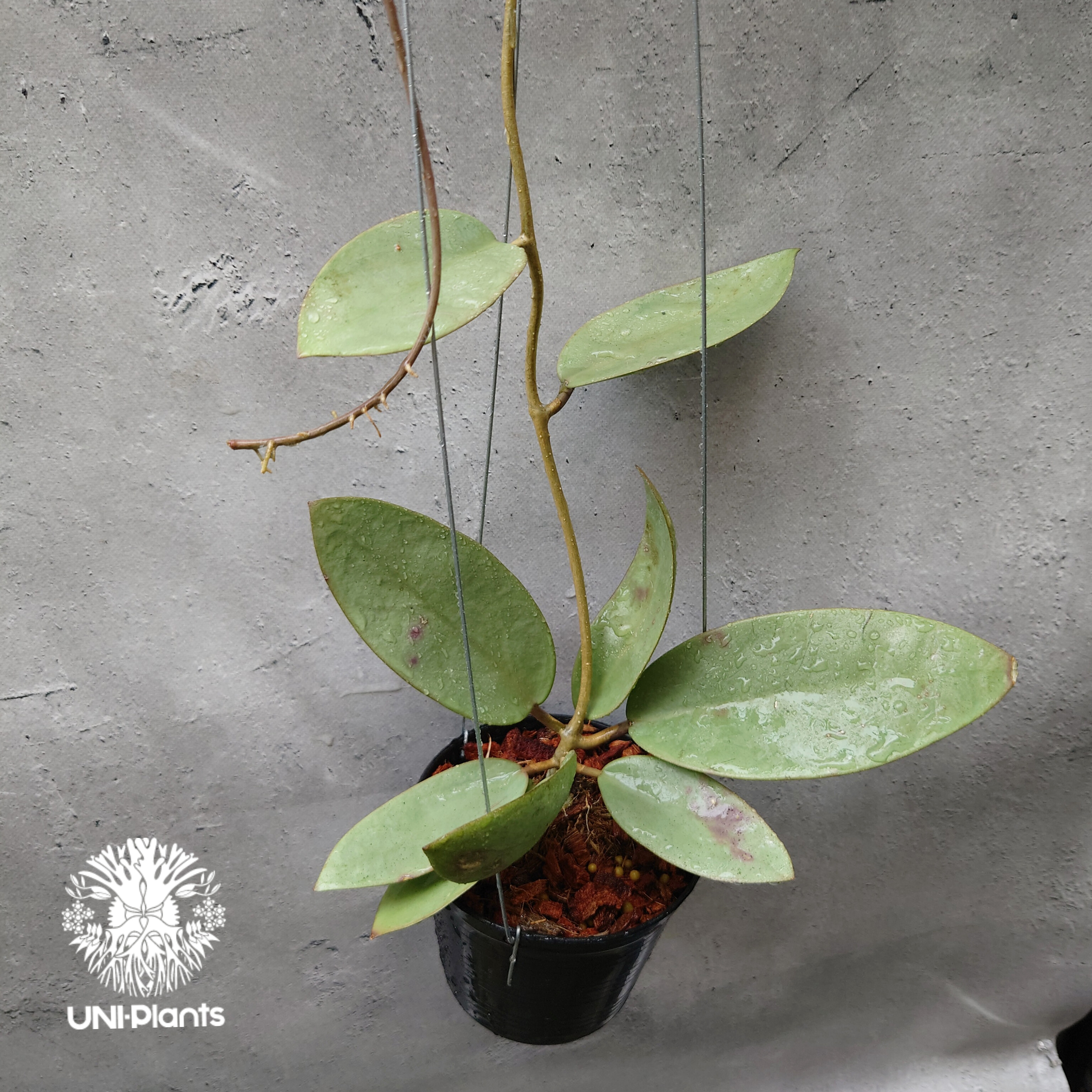 訳ありセール　レア　ホヤ　Hoya latifolia silver サクララン Hoya Silver dollar ホヤ シルバー ダラー ホヤ 希少 ホヤ植物 ホヤの