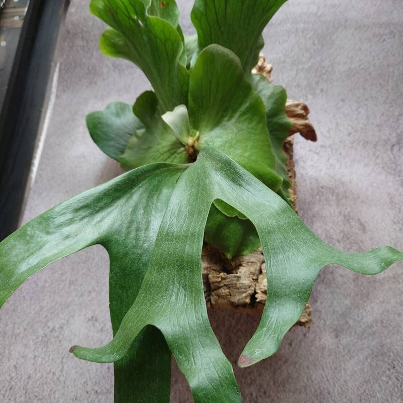 ステマリア　大株　ビカクシダ ビカクシダ（コウモリラン）：ステマリア3号ポット の通販