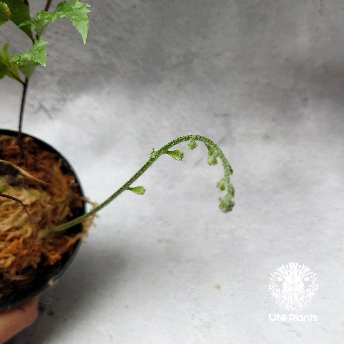 Drynaria rigidula `whitei' ドリナリア·リギデュラ'ホワイティ' 観