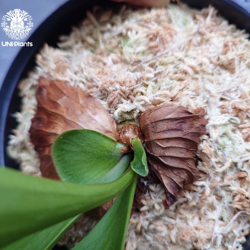 Platycerium coronarium ' Lesasha ' ビカクシダ コロナリウム