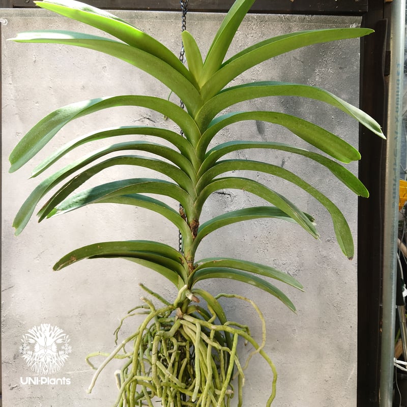 バンダ 洋蘭 Vanda orchid 大株 ラン 蘭 花が綺麗な洋ラン | UNI-Plan