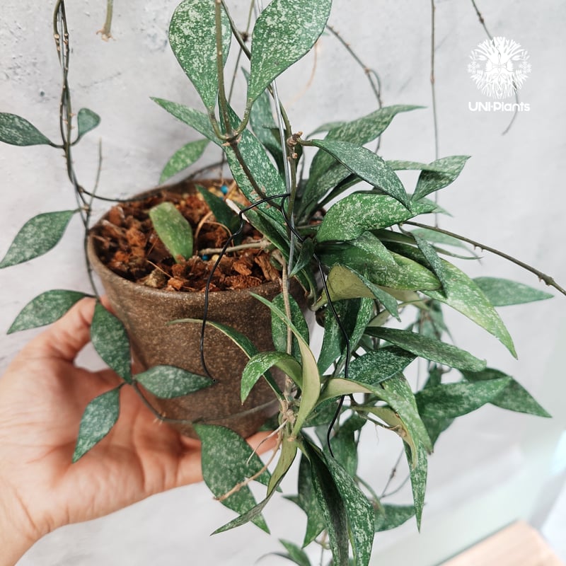 タイ直輸入・希少】Hoya parviflora splash ｜ホヤ ｜珍品・着生植物