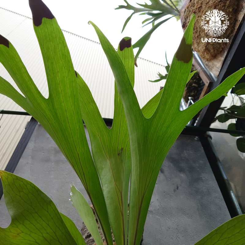 大株! ビカクシダ アルシコルネ Platycerium alcicorne コウモリラン ビ