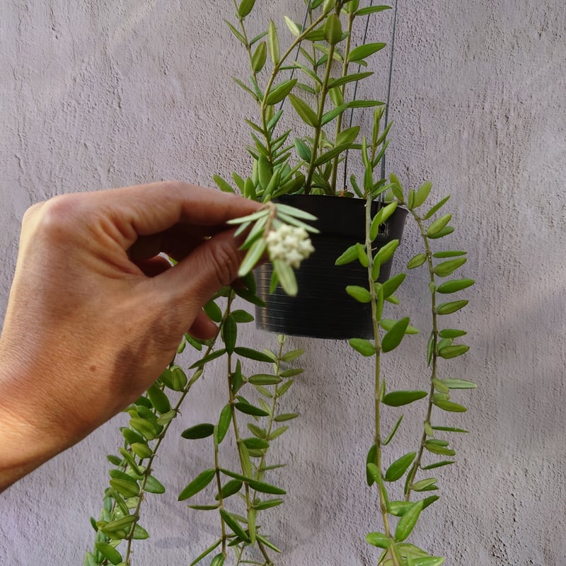 ホヤ エングレリアナ Hoya engleriana ホヤ植物 植物 珍奇植物