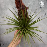 Tillandsia Fasciculata × V. venosispica (M) チランジア Tillandsia エアープランツ エアプランツ ティランジア 着生植物向けパインバーク材着生