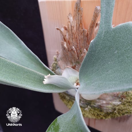 Platycerium veitchii(pup) ビカクシダ ベイチー(子株)  ビカクシダ原種 シダ植物 ビカクシダ板付け ビカクシダビーチー