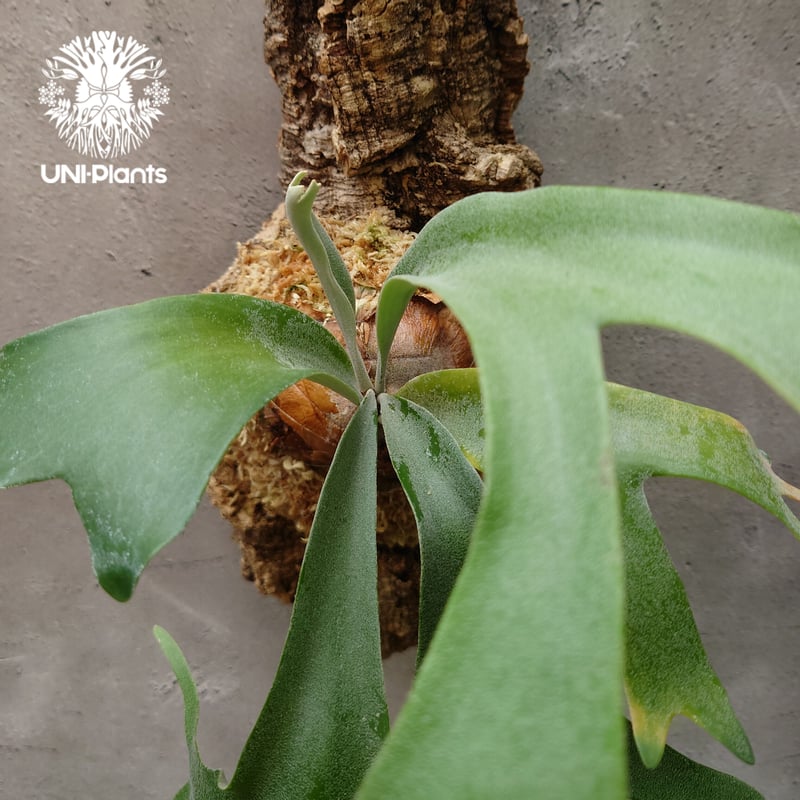 ビカクシダ ウィリンキーcv.バリ Platycerium willinckii cv.Bal