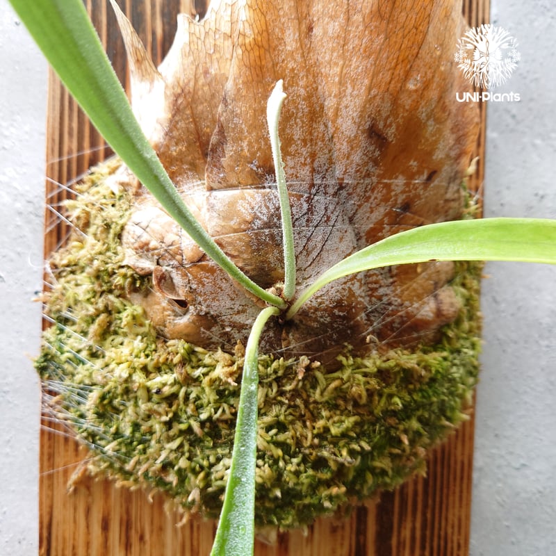 Platycerium Blue vista ビカクシダブルービスタ ビカクシダウィ