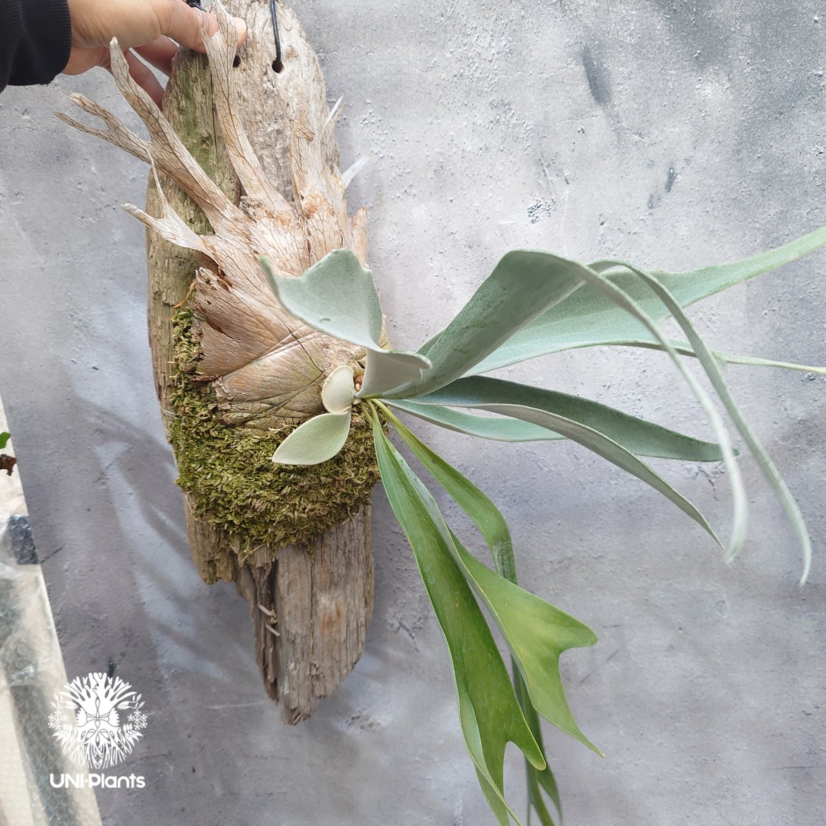 ビカクシダ ベイチー(子株) Platycerium veitchii(pup) コウモリラン
