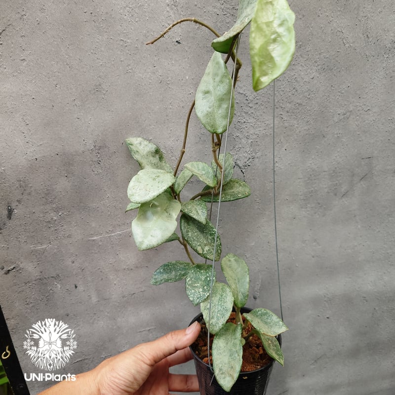 Hoya Carnosa Nova Ghost ホヤ カルノーサ ノバ ゴースト ホヤ 希少