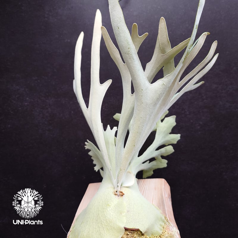 ビカクシダ Platycerium Pewchan 初入荷! ビカクシダ ピューチャン Platycerium pewchan コウモリ