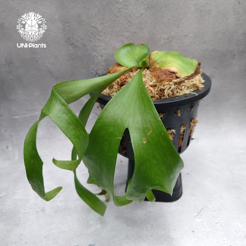 タイ直輸入・現地選抜】ビカクシダ コロナリウム レサシャ｜希少種