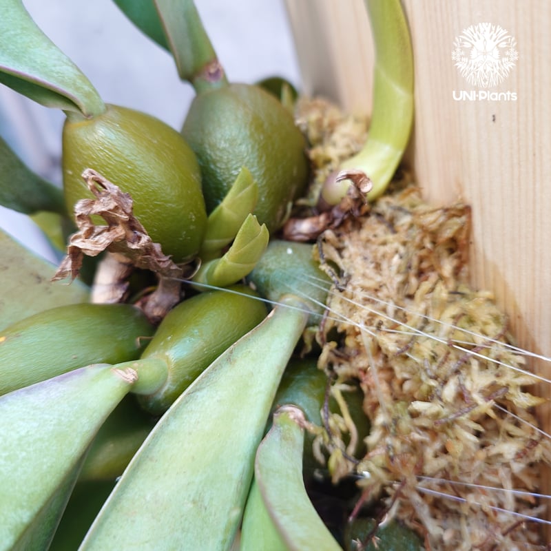 洋ラン　cruentum phalaenopsis バルボフィラム 着生 Bulbophyllum cruentum x phalaenopsis バルボフィラム クル