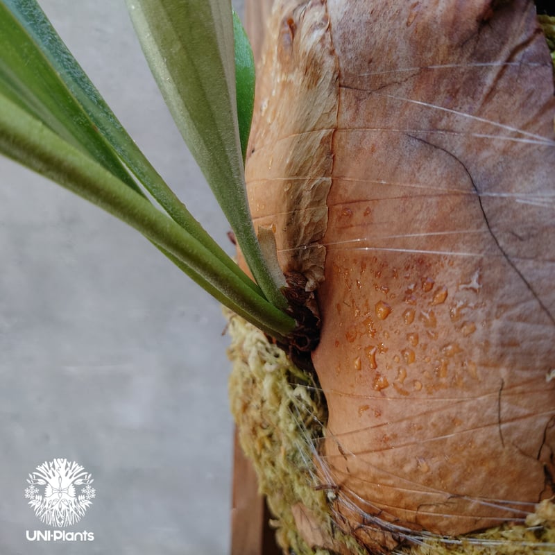 ビカクシダ 品種不明 Platycerium sp.コウモリラン ビカクシダ子株