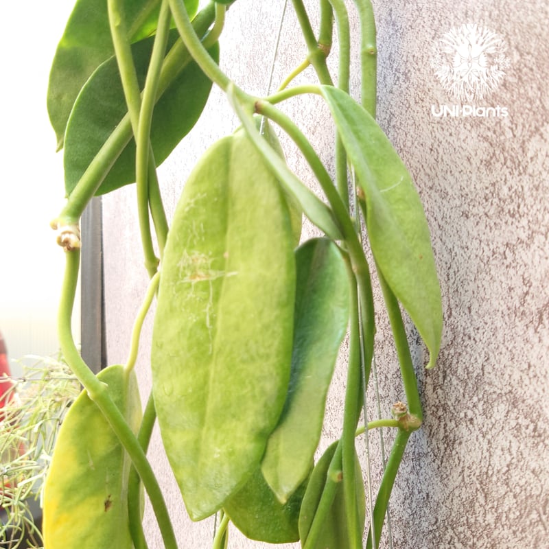 Hoya Lauterbachii ホヤ ローテルバチー 希少 ホヤ植物 植物 ホヤの花